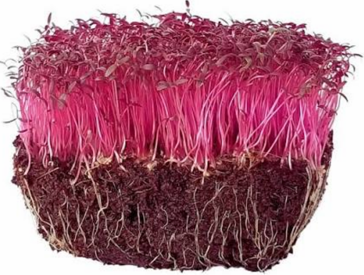 Amaranth microgreens