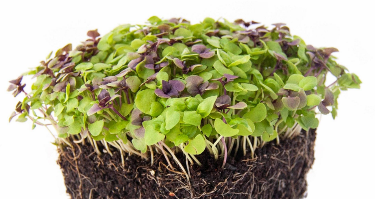 Spicy Salad Mix microgreens
